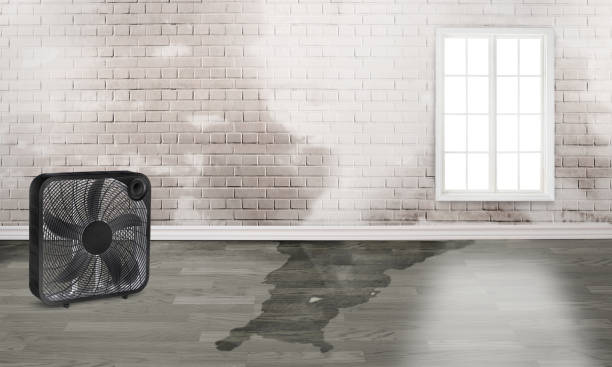 Best Mold removal after water damage  in Forest Acres, SC