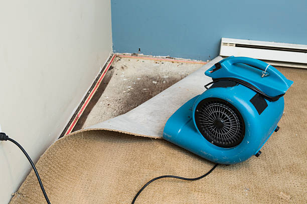 Best Water damage cleanup near me  in Forest Acres, SC